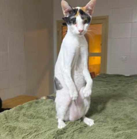 Give Mimi her freedom