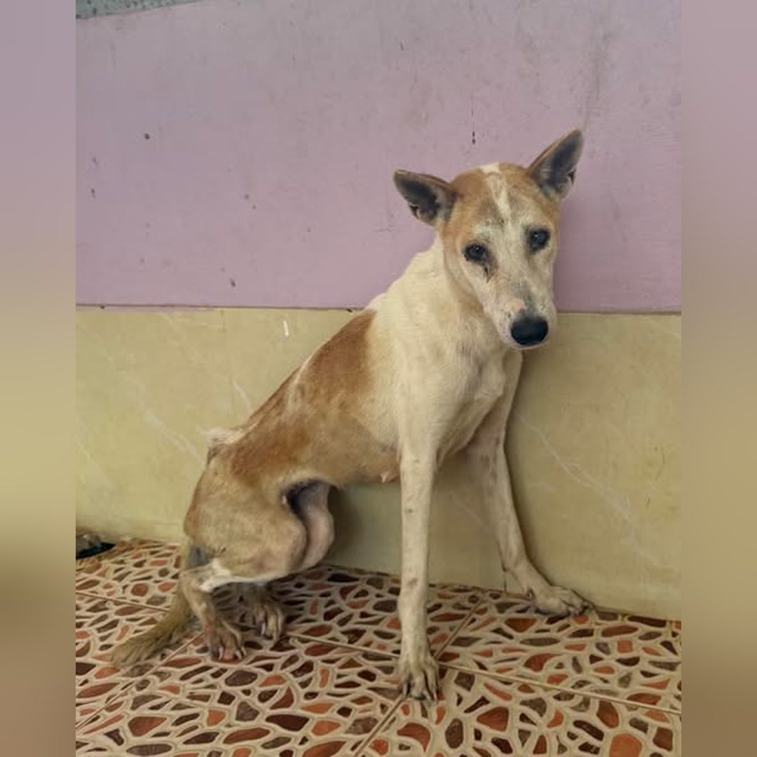 Maggie sitting by the wall at the shelter
