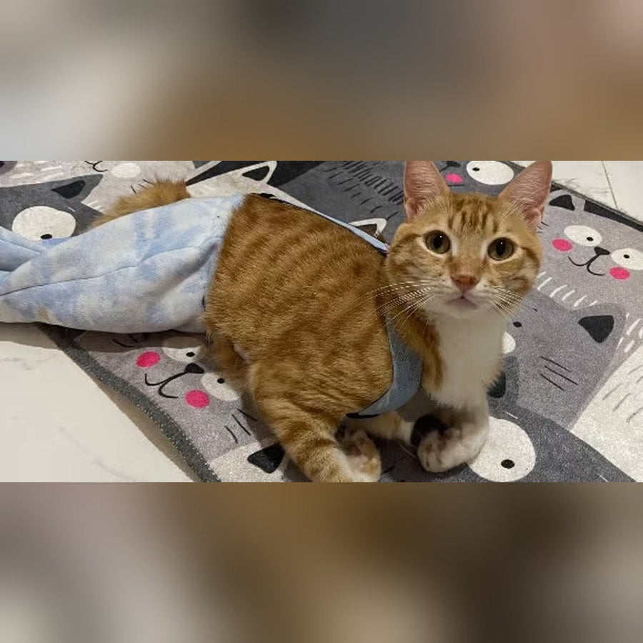 Simba resting on a blanket