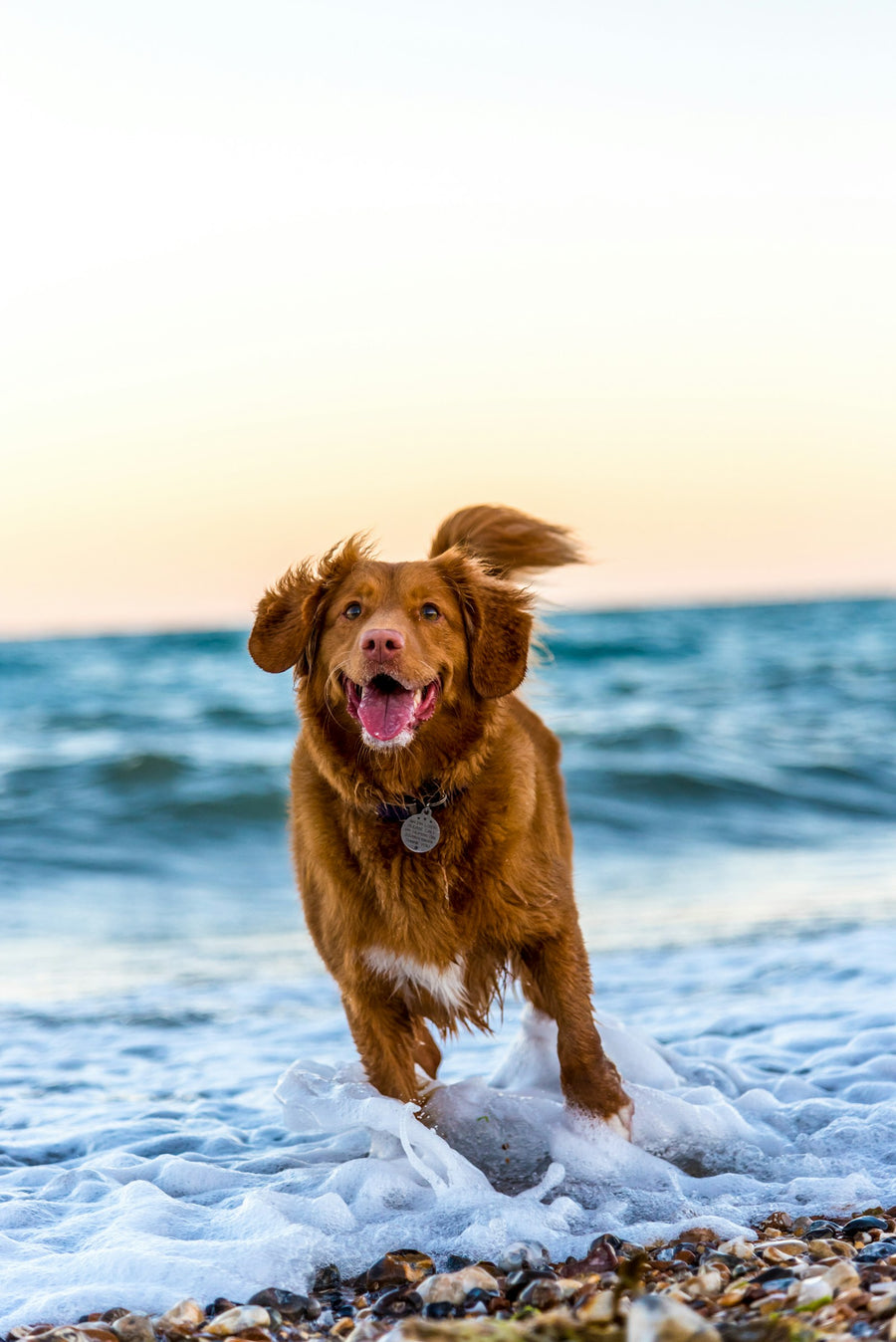 A happy dog running out of the sea