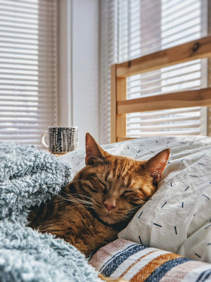 A cat asleep in a warm bed
