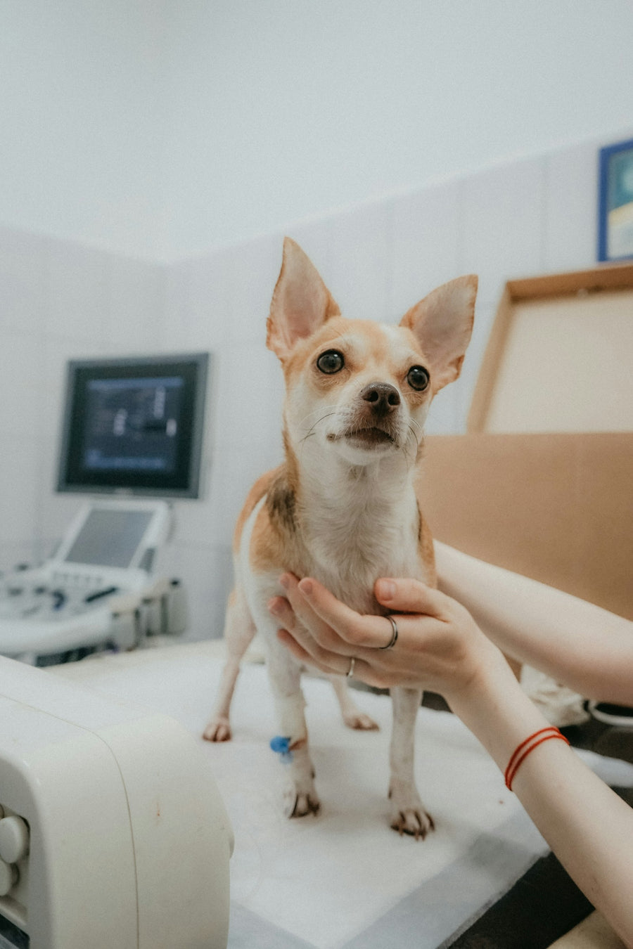 A small dog being checked at the vet